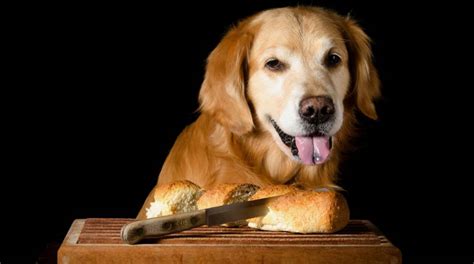rüyada köpeğe ekmek vermek ihya